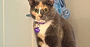 Missy Day is registered to the contest to win money with this photo: animal, bed, blue, cat, clothing, collar, curious, eyes, feline, fur, gray, indoor, orange, pet, plush_toy, sitting, tag, toy, wall, white