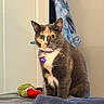 Missy Day is registered to the contest to win money with this photo: cat, pet, indoor, bed, collar, tag, toy, plush_toy, feline, fur, animal, curious, sitting, wall, clothing, blue, gray, orange, white, eyes