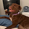 Bear Jr is registered to the contest to win money with this photo: dog, brown_dog, collar, bed, pillow, indoor, television, table, fan, pet, canine, fur, animal, resting, looking_up, happy, domestic, living_room, mouth_open, ears