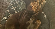 Bear Jr is registered to the contest to win money with this photo: dog, brown_dog, couch, pillow, bedding, carpet, vertical_blinds, indoor, pet, relaxed, furniture, light, shadow, home, cozy, animal, mammal, fur, resting, comfort