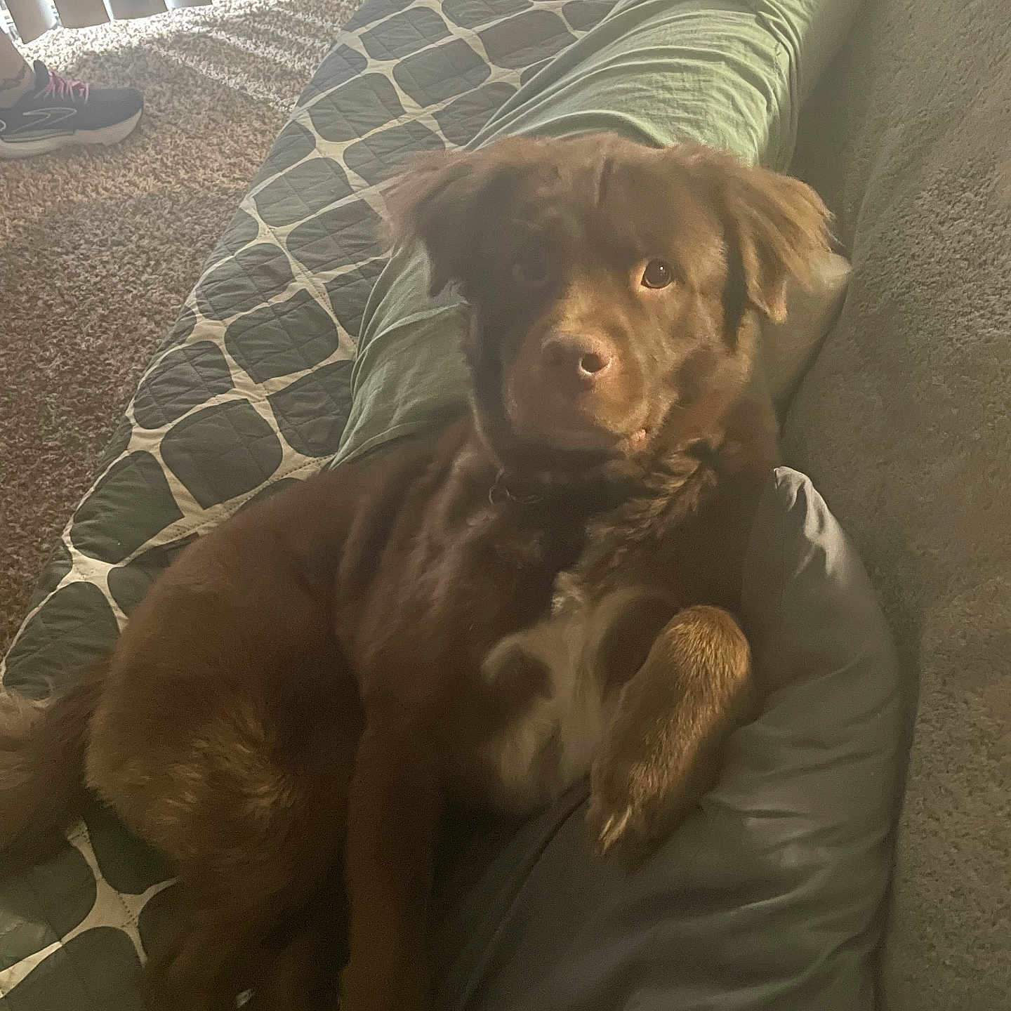 Bear Jr is registered to the contest to win money with this photo: dog, brown_dog, couch, pillow, bedding, carpet, vertical_blinds, indoor, pet, relaxed, furniture, light, shadow, home, cozy, animal, mammal, fur, resting, comfort