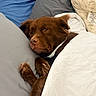 Bear Jr is registered to the contest to win money with this photo: dog, brown_dog, bed, blanket, pillow, resting, sleepy, cozy, indoors, pet, fur, cute, comfortable, home, relaxed, animal, snuggled, lying_down, domestic_animal, soft