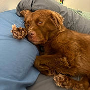 Bear Jr is registered to the contest to win money with this photo: dog, brown_dog, pet, bed, blue_pillow, blanket, resting, sleepy, cozy, indoor, lamp, furniture, animal, cute, fur, paw, relaxed, laying_down, domestic_animal, comfort