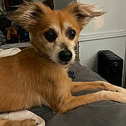 Kaz joined the competition — help win amazing prizes! dog, pet, indoor, bed, fur, ears, brown, resting, cozy, blanket, collar, household, heater, wall, furniture, relaxed, animal, companion, cute, portrait