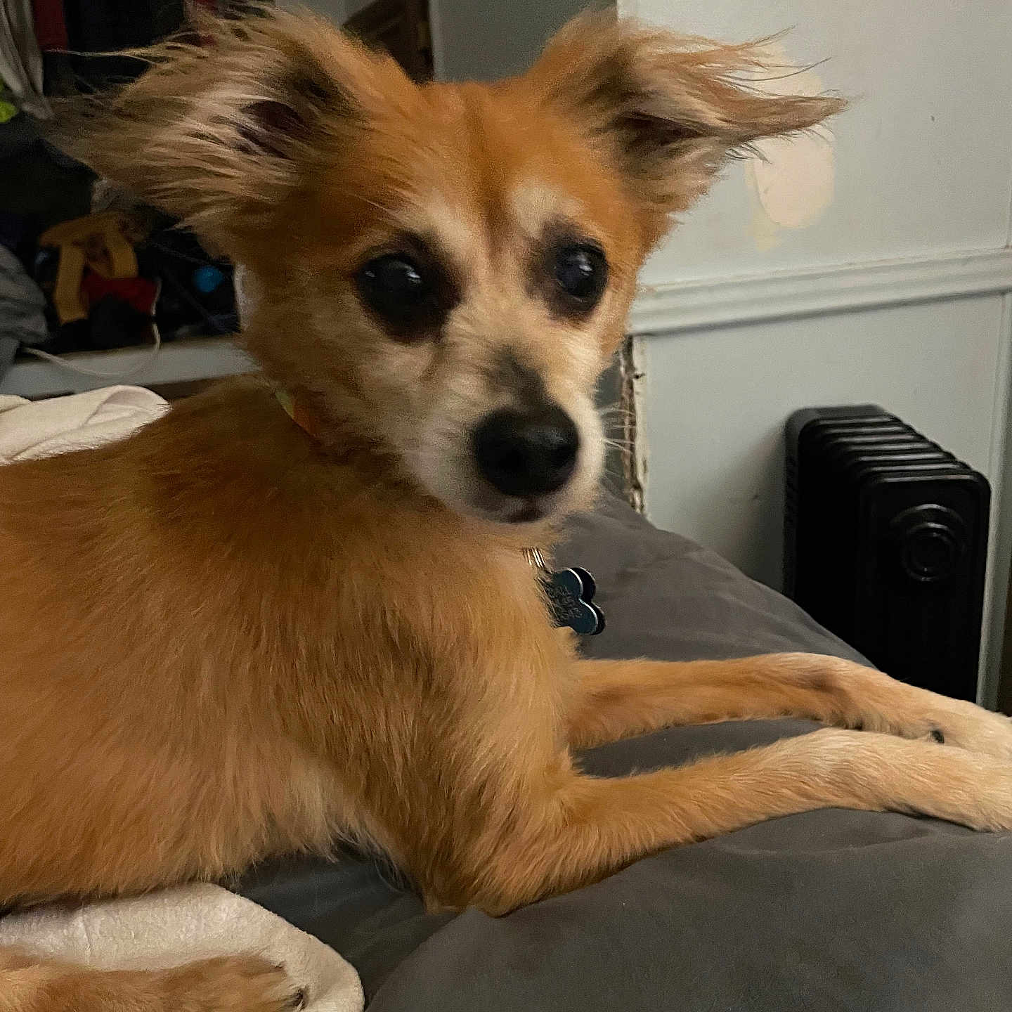 Kaz joined the competition — help win amazing prizes! dog, pet, indoor, bed, fur, ears, brown, resting, cozy, blanket, collar, household, heater, wall, furniture, relaxed, animal, companion, cute, portrait
