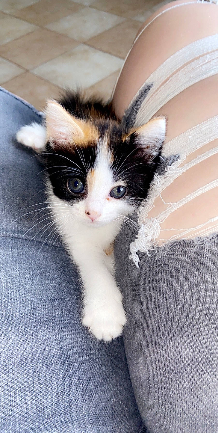 Opal joined the competition — help win amazing prizes! black_and_white, carnivore, cat, eye, felidae, fur, kitten, mammal, norwegian_forest_cat, polydactyl_cat, small_to_medium_sized_cats, whiskers