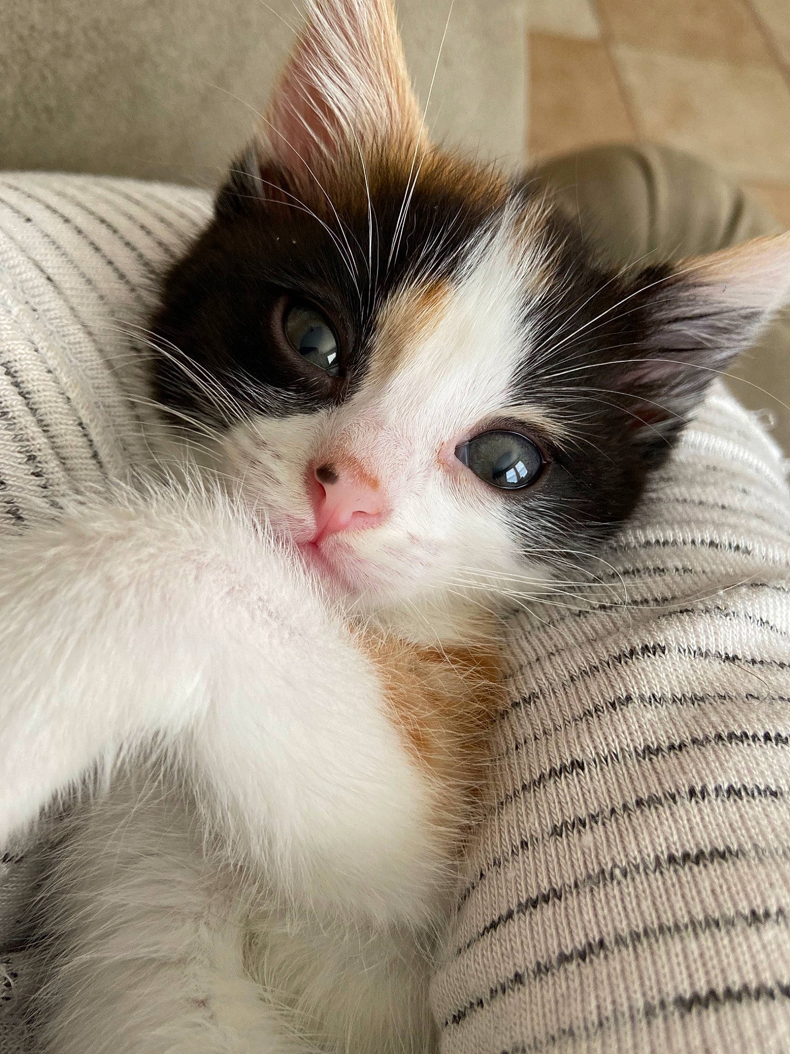 Opal is registered to the contest to win money with this photo: carnivore, cat, ear, eye, felidae, fur, kitten, mammal, norwegian_forest_cat, nose, small_to_medium_sized_cats, snout, turkish_van, whiskers