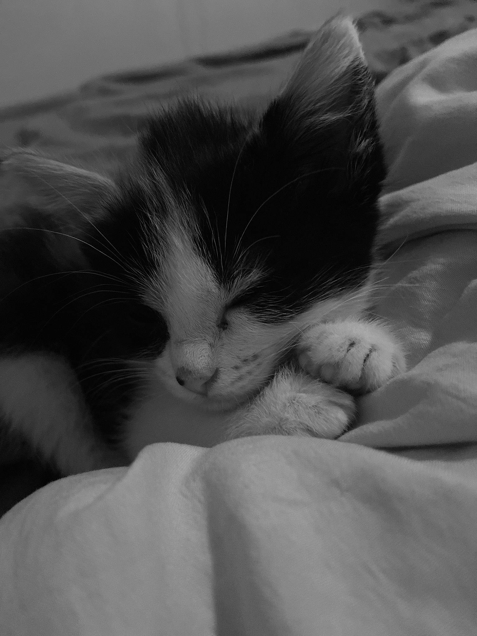 Opal is registered to the contest to win money with this photo: black, black_and_white, carnivore, cat, eye, felidae, fur, kitten, monochrome, monochrome_photography, nap, norwegian_forest_cat, nose, sky, sleep, small_to_medium_sized_cats, snout, textile, whiskers, white