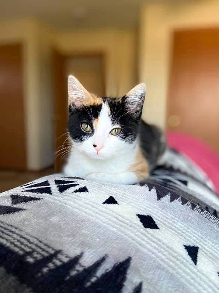 Opal is registered to the contest to win money with this photo: aegean_cat, black_and_white, carnivore, cat, domestic_short_haired_cat, european_shorthair, eye, felidae, fur, kitten, norwegian_forest_cat, shoe, small_to_medium_sized_cats, whiskers