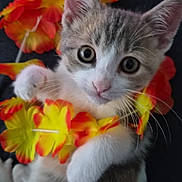 Pumpkin joined the competition — help win amazing prizes! adorable, animal, cat, closeup, colorful, cute, ears, flower_lei, fur, indoor, kitten, looking, orange, pet, playful, portrait, soft, whiskers, yellow, young