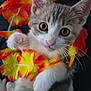 adorable, animal, cat, closeup, colorful, cute, ears, flower_lei, fur, indoor, kitten, looking, orange, pet, playful, portrait, soft, whiskers, yellow, young