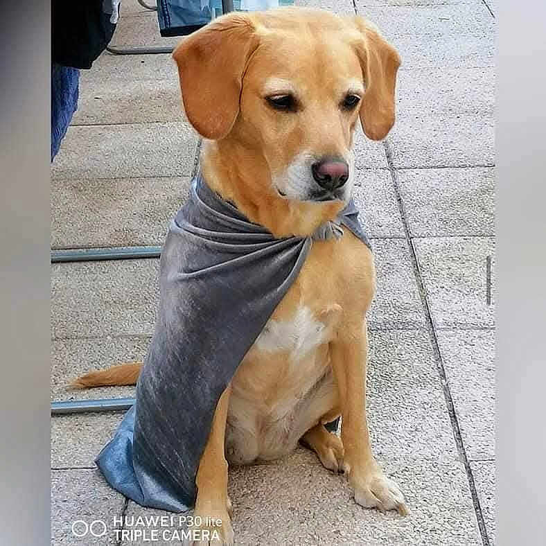 Caly a rejoint le concours — aidez-le/la à gagner de superbes lots ! dog, pet, cape, sitting, pavement, tile, brown_fur, ears, snout, cute, looking_down, fabric, domestic_animal, outdoor, companion, paws, portrait, clothes_rack, shadow, camera_watermark