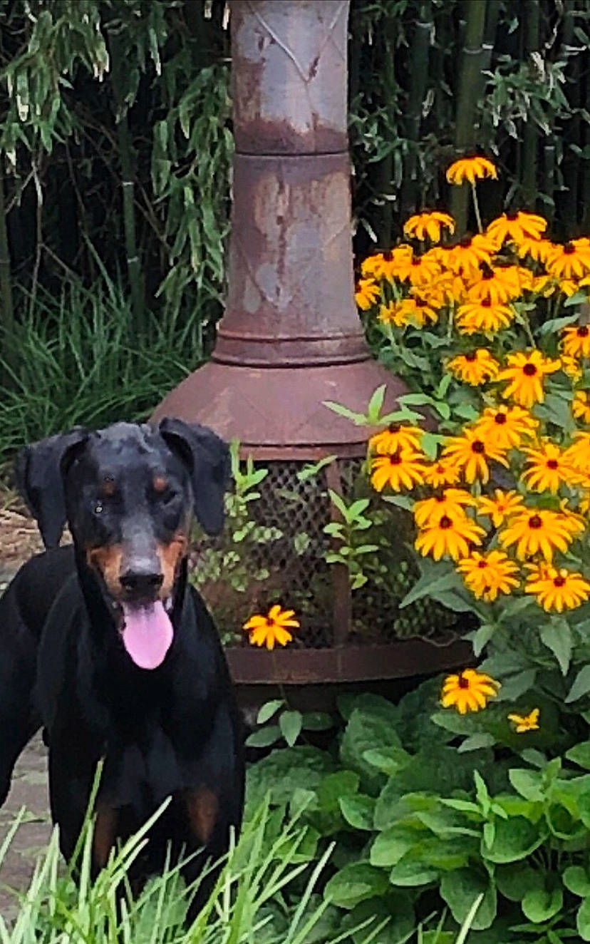 Eddie joined the competition — help win amazing prizes! canidae, carnivore, dobermann, dog, dog_breed, flower, german_pinscher, guard_dog, jagdterrier, miniature_pinscher, pinscher, plant, rottweiler, sporting_group, wildflower, working_dog