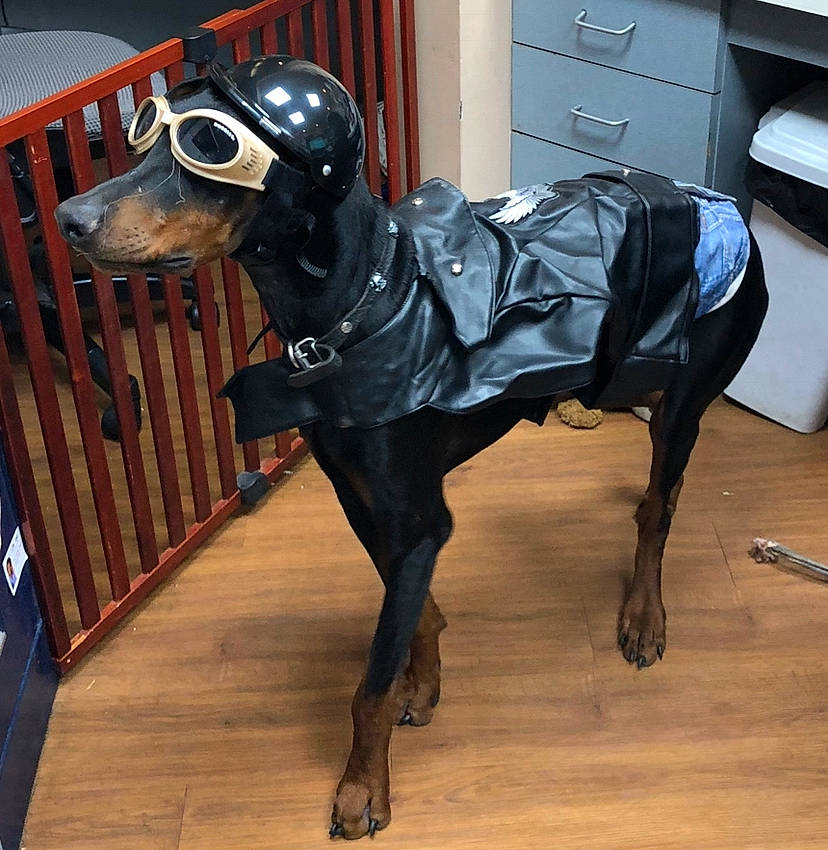 Eddie joined the competition — help win amazing prizes! canidae, carnivore, dog, dog_breed, fawn, greyhound, guard_dog, metal, sloughi, snout, sporting_group, working_animal