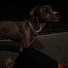 Monster is registered to the contest to win money with this photo: dog, brown_dog, canine, pet, animal, standing, collar, leash, outdoor, porch, deck, night, dark, low_light, wooden_floor, brick_wall, person, shoe, foreground, portrait