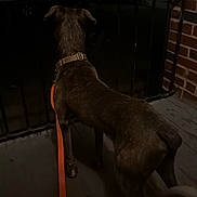 Monster joined the competition — help win amazing prizes! dog, canine, pet, brown_dog, standing, back_view, leash, collar, outdoor, night, dark, porch, patio, brick_wall, railing, wooden_floor, shadow, companion_animal, nighttime, low_light