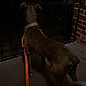 dog, canine, pet, brown_dog, standing, back_view, leash, collar, outdoor, night, dark, porch, patio, brick_wall, railing, wooden_floor, shadow, companion_animal, nighttime, low_light