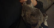 Monster joined the competition — help win amazing prizes! dog, brindle_dog, pet, animal, indoors, couch, person, lap, upside_down, relaxed, reclining, close_up, portrait, dark_lighting, cozy, companion, collar, brindle_coat, home, funny_pose