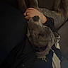 dog, brindle_dog, pet, animal, indoors, couch, person, lap, upside_down, relaxed, reclining, close_up, portrait, dark_lighting, cozy, companion, collar, brindle_coat, home, funny_pose