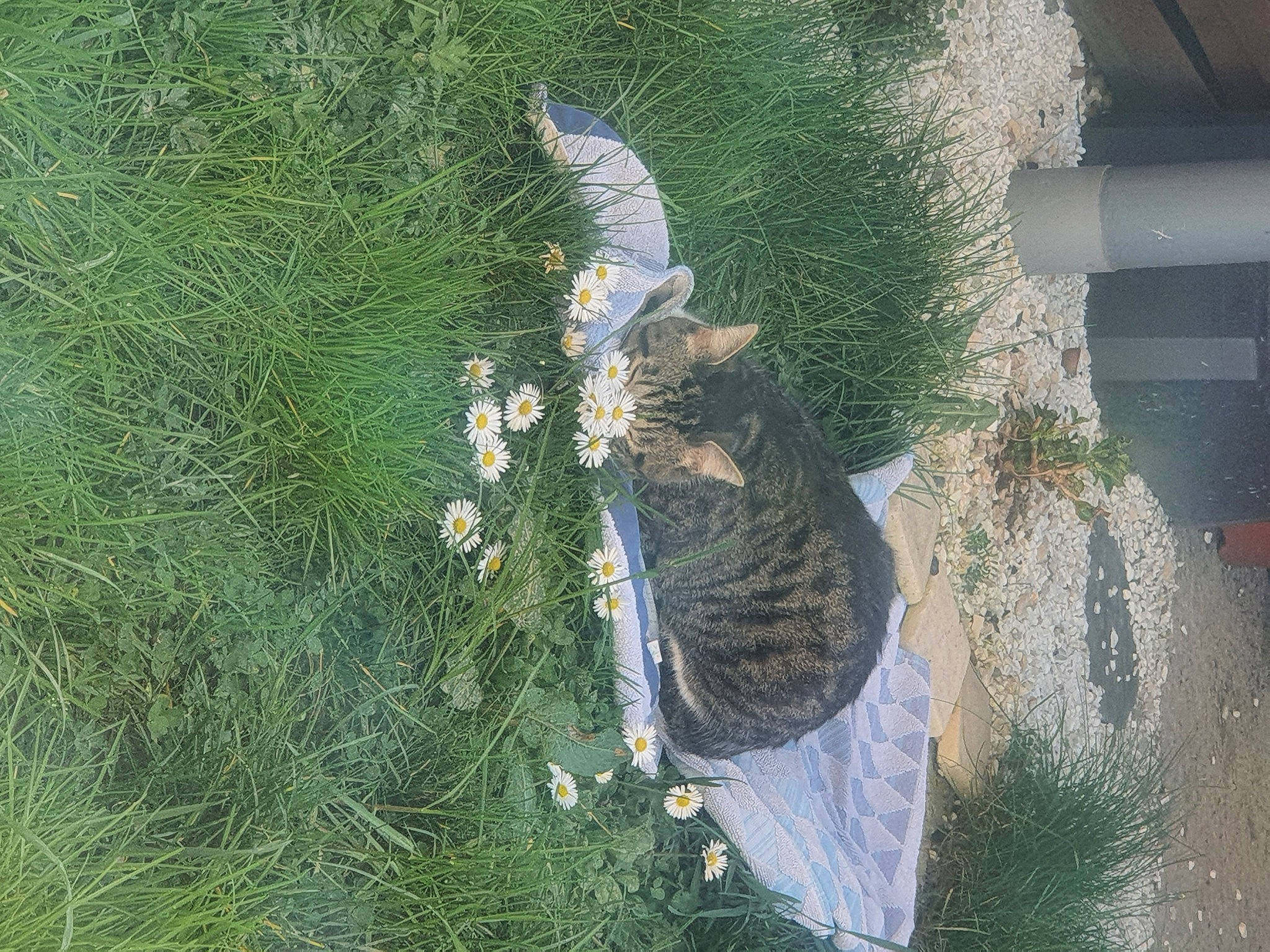 Pepito a rejoint le concours — aidez-le/la à gagner de superbes lots ! beak, botany, cat, feather, felidae, grass, grass_family, groundcover, landscape, leaf, organism, plant, shadow, tail, terrestrial_plant, trunk, urban_design, vegetation, vertebrate, wing