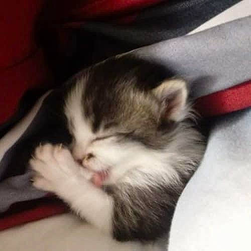 Pip