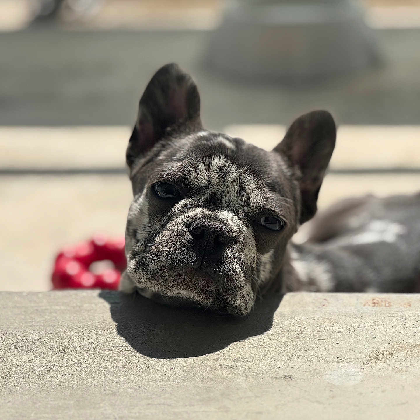 Athéna a rejoint le concours — aidez-le/la à gagner de superbes lots ! animal, bostonbull, boxer, bulldog, canine, dog, frenchbulldog, pet, pitbull, puppy, whitedog