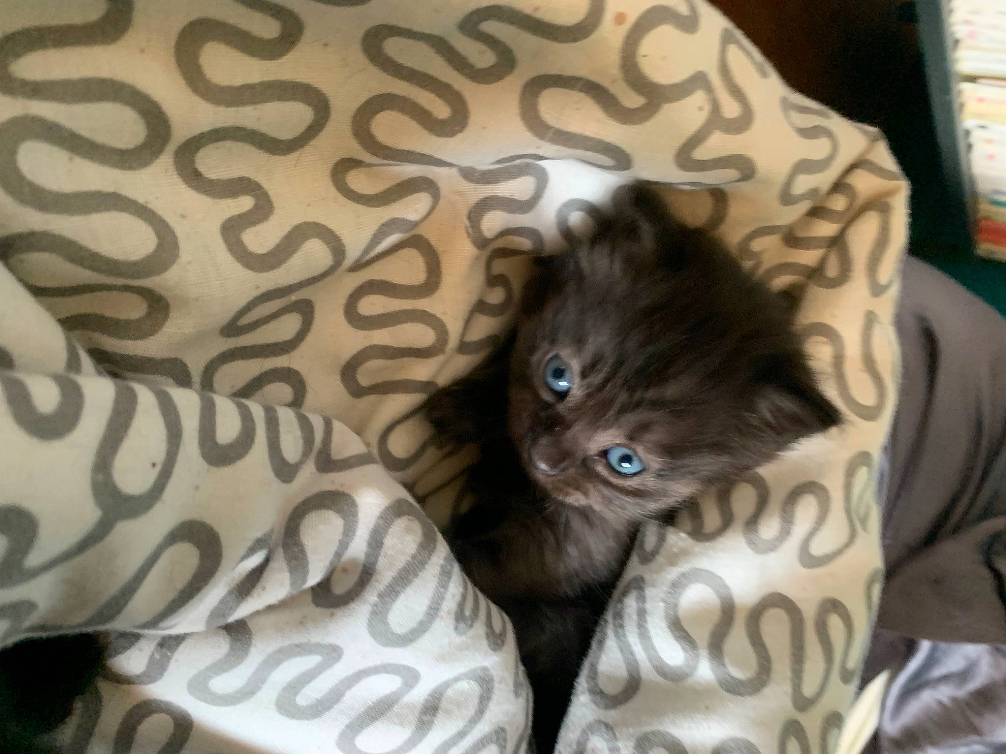 Milo a rejoint le concours — aidez-le/la à gagner de superbes lots ! carnivore, cat, claw, comfort, domestic_short_haired_cat, felidae, fur, grey, pattern, small_to_medium_sized_cats, snout, tail, tree, whiskers