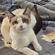 Misty is registered to the contest to win money with this photo: cat, animal, pet, feline, blue_eyes, fur, blanket, cozy, indoor, relaxed, cute, whiskers, ears, paws, resting, close_up, portrait, soft_texture, calm, domestic