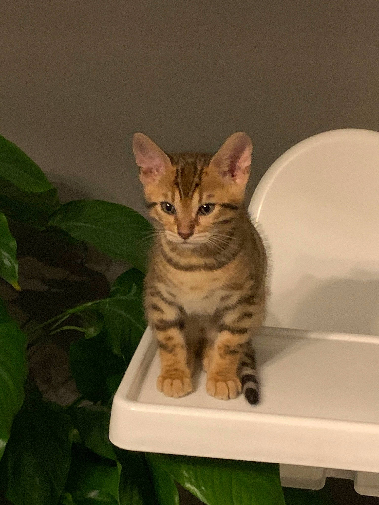 Ryo a rejoint le concours — aidez-le/la à gagner de superbes lots ! asian, australian_mist, bengal, california_spangled, carnivore, cat, domestic_short_haired_cat, dragon_li, european_shorthair, felidae, kitten, mammal, ocicat, savannah, small_to_medium_sized_cats, sokoke, tabby_cat, toyger, vertebrate, whiskers