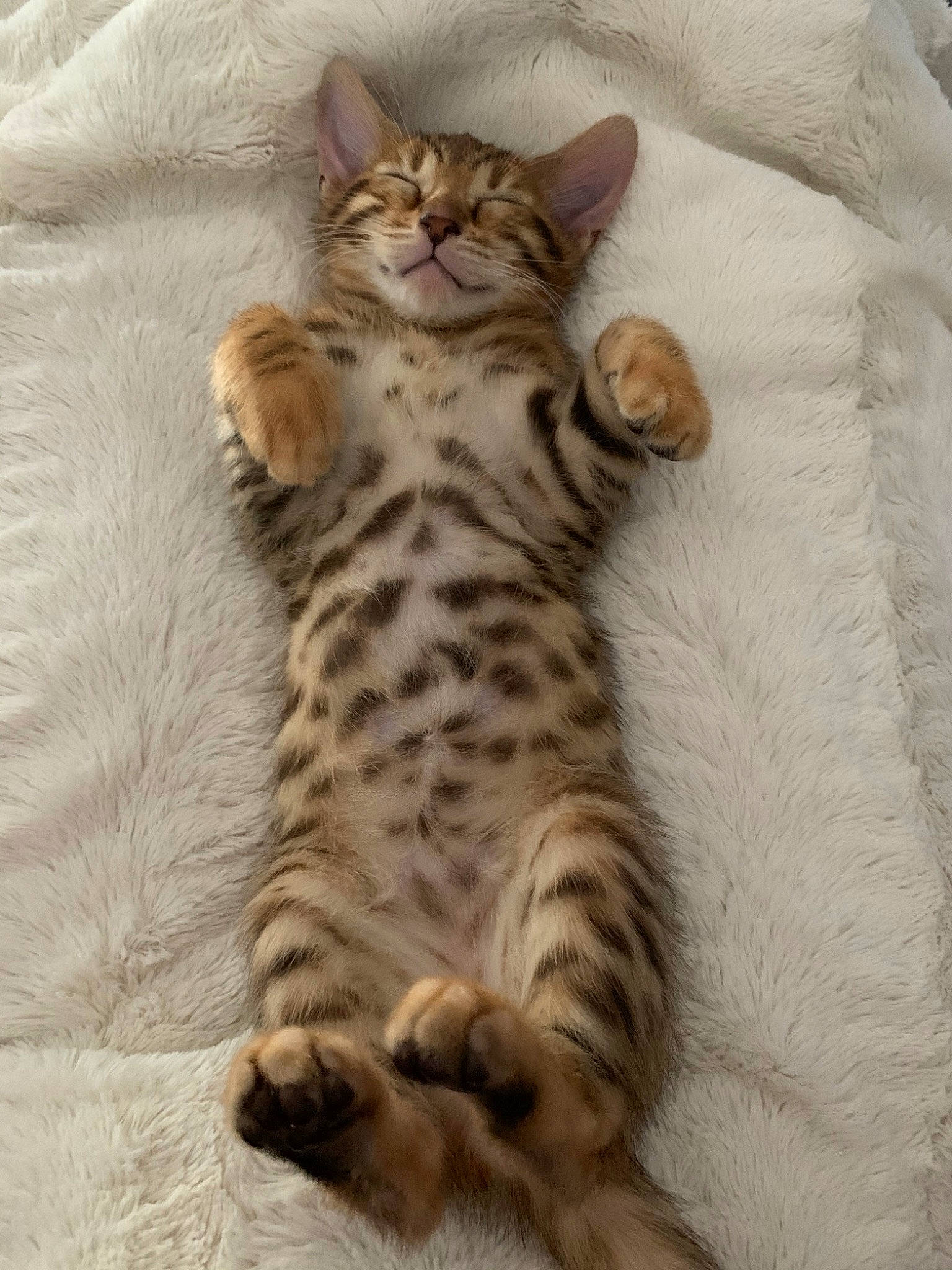 Ryo participe au concours pour gagner de l'argent avec cette photo : asian, bengal, california_spangled, carnivore, cat, dragon_li, egyptian_mau, european_shorthair, felidae, kitten, mammal, ocicat, pixie_bob, savannah, small_to_medium_sized_cats, sokoke, tabby_cat, toyger, vertebrate, whiskers