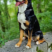Shanell participe au concours pour gagner de l'argent avec cette photo : animal, canine, chain, collar, concrete, daylight, dog, forest, fur, greenery, happy, leash, moss, nature, outdoor, paw, pet, portrait, sitting, tongue_out