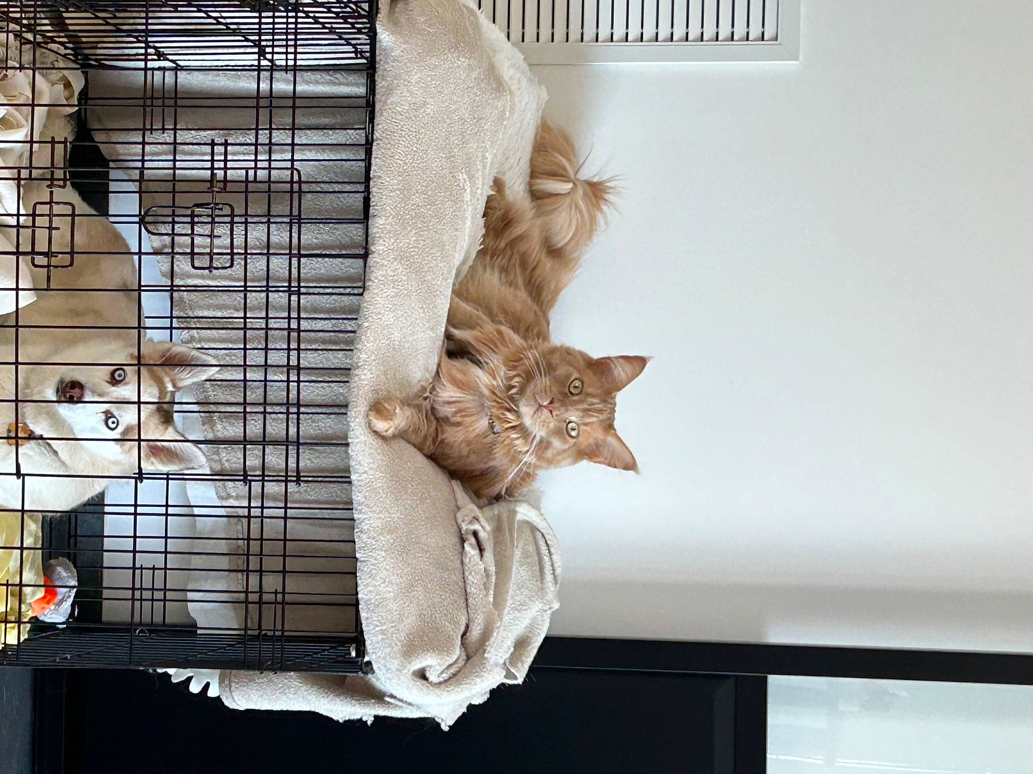 Simba participe au concours pour gagner de l'argent avec cette photo : animal_shelter, cage, carnivore, cat, cat_supply, companion_dog, devon_rex, domestic_short_haired_cat, fawn, felidae, fur, pet_supply, room, small_to_medium_sized_cats, tail, twig, whiskers, window, window_covering, wood