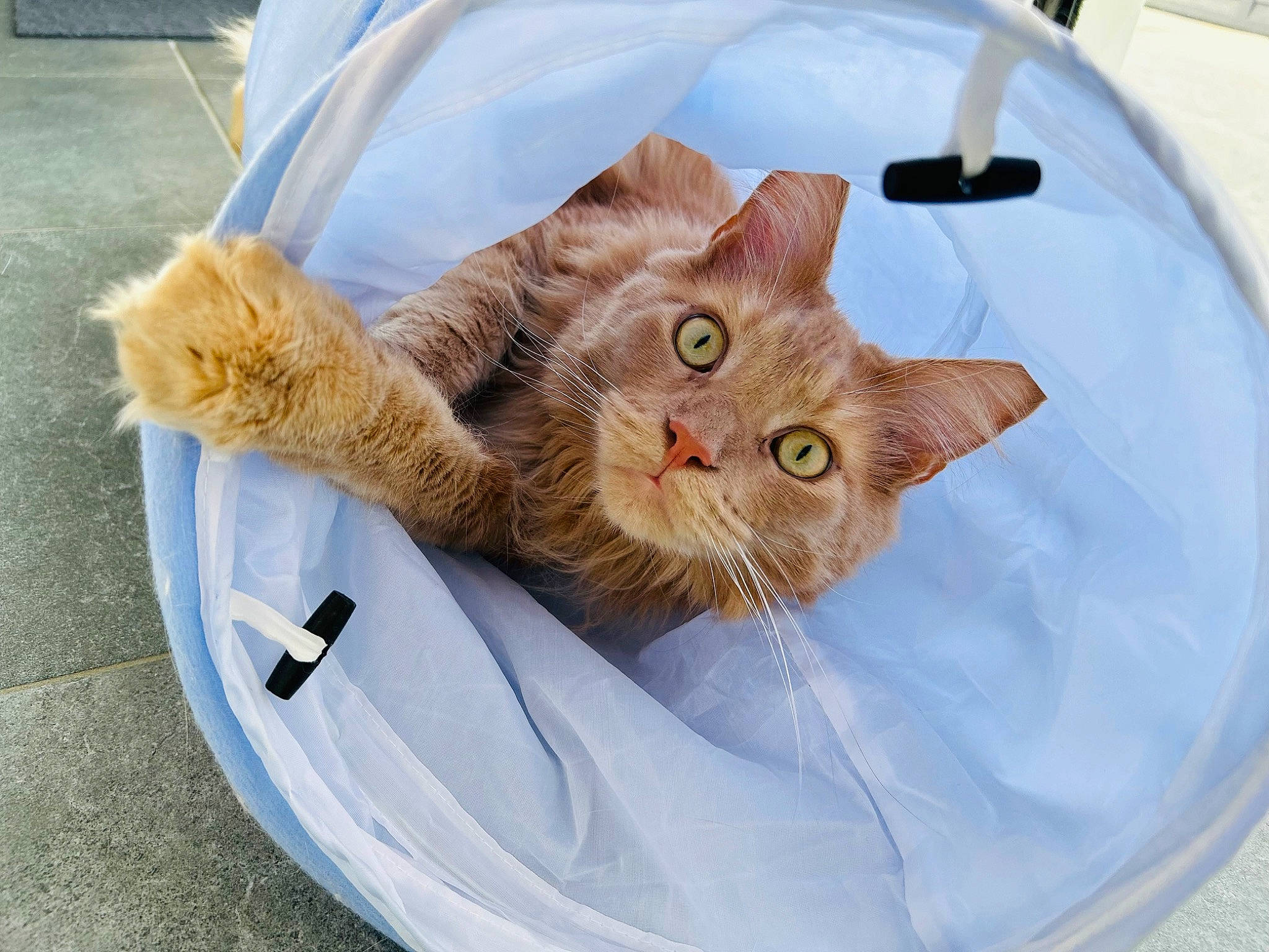 Simba participe au concours pour gagner de l'argent avec cette photo : carnivore, cat, chair, claw, comfort, domestic_short_haired_cat, eye, fawn, felidae, fur, paw, plant, small_to_medium_sized_cats, snout, tail, whiskers, window