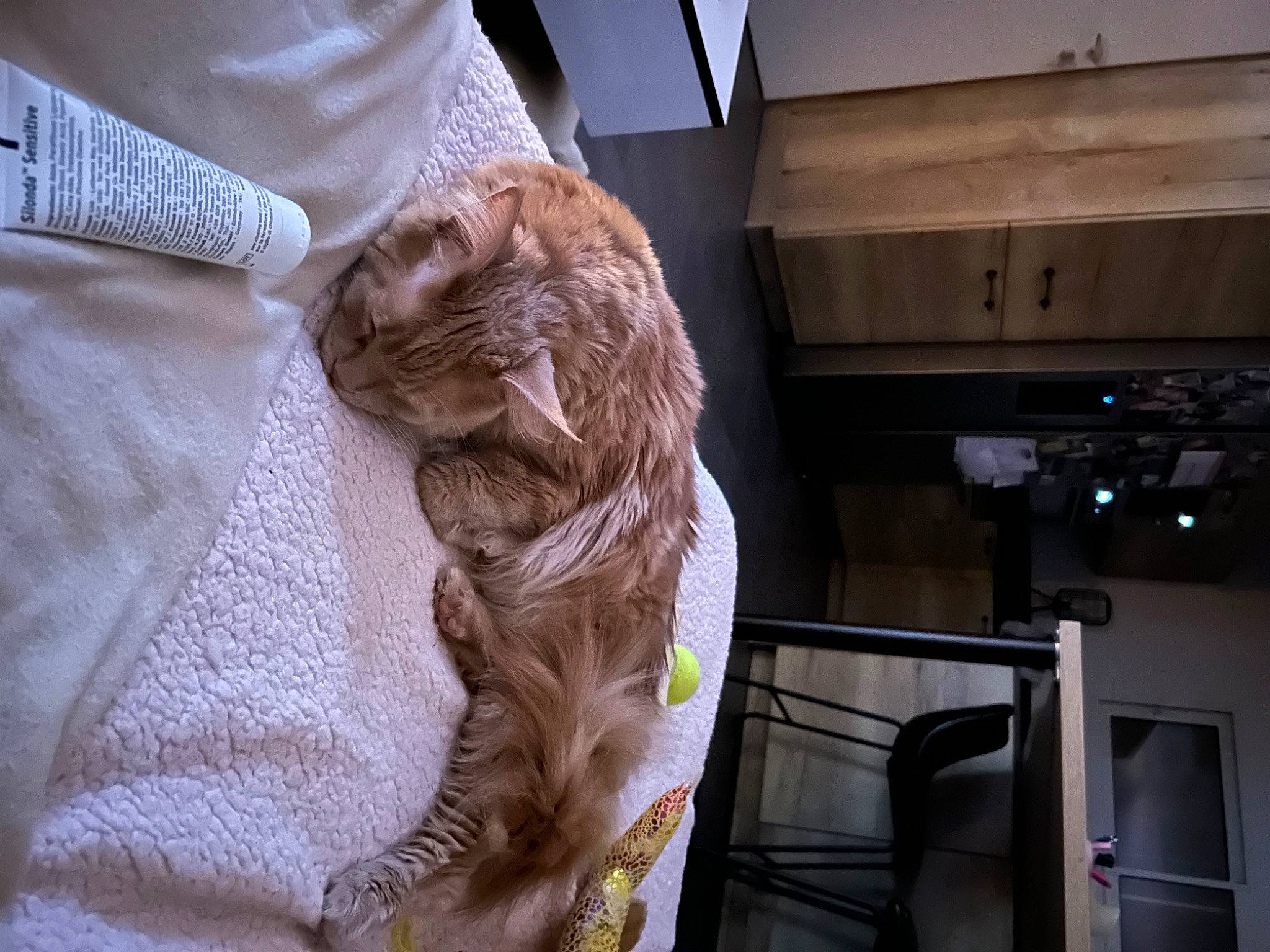 Simba a rejoint le concours — aidez-le/la à gagner de superbes lots ! canidae, carnivore, comfort, companion_dog, dog, dog_breed, fawn, felidae, fur, liver, room, sleeve, small_to_medium_sized_cats, snout, sporting_group, tail, whiskers, wood, working_animal, wrinkle