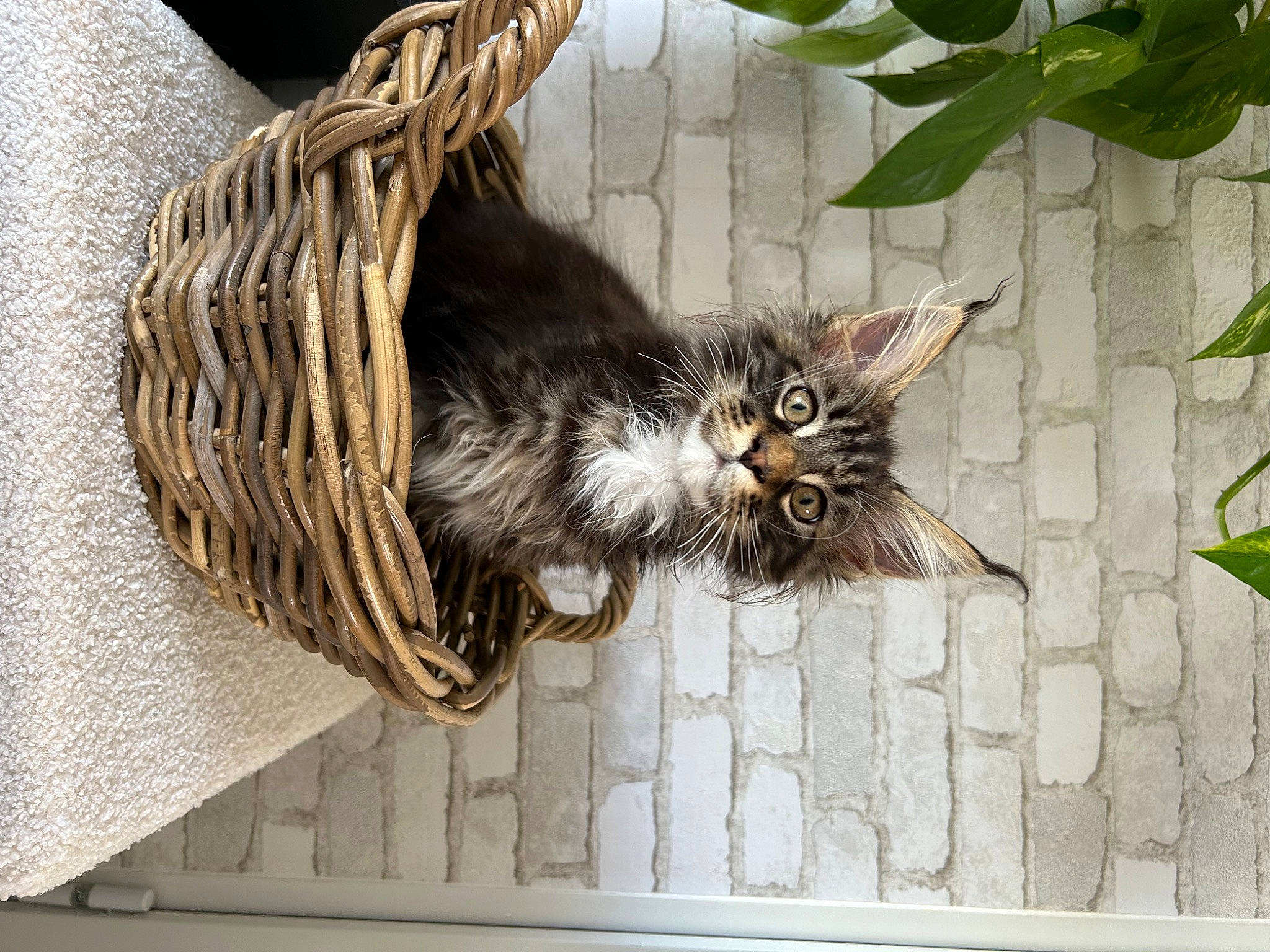 Ullan participe au concours pour gagner de l'argent avec cette photo : animal_shelter, carnivore, cat, claw, domestic_short_haired_cat, felidae, fur, paw, plant, rectangle, small_to_medium_sized_cats, tail, terrestrial_animal, twig, whiskers, wood