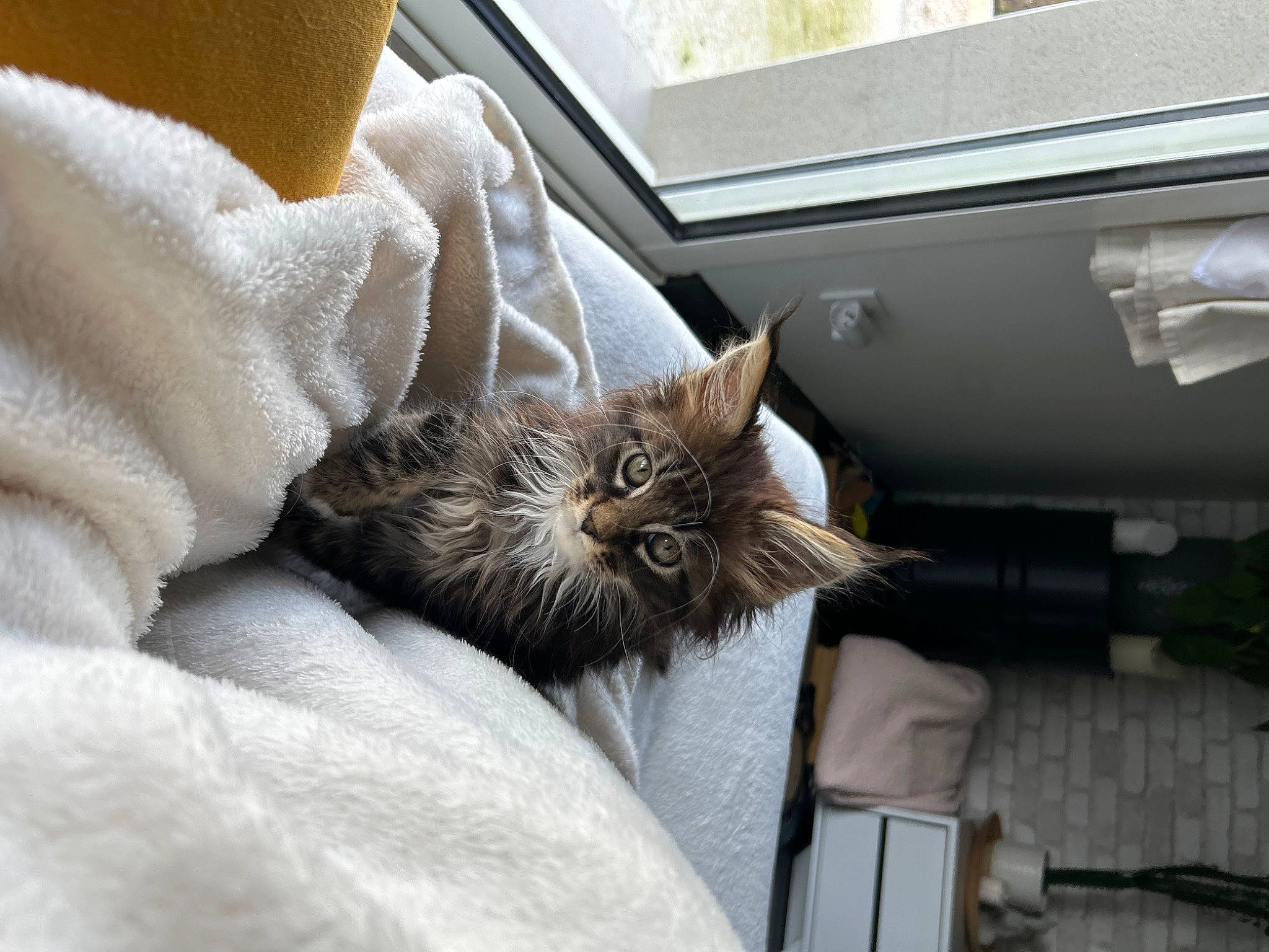 Ullan participe au concours pour gagner de l'argent avec cette photo : bed, bedding, carnivore, cat, claw, comfort, domestic_short_haired_cat, fawn, felidae, fur, grey, hardwood, linens, paw, room, small_to_medium_sized_cats, tail, whiskers, window, wood