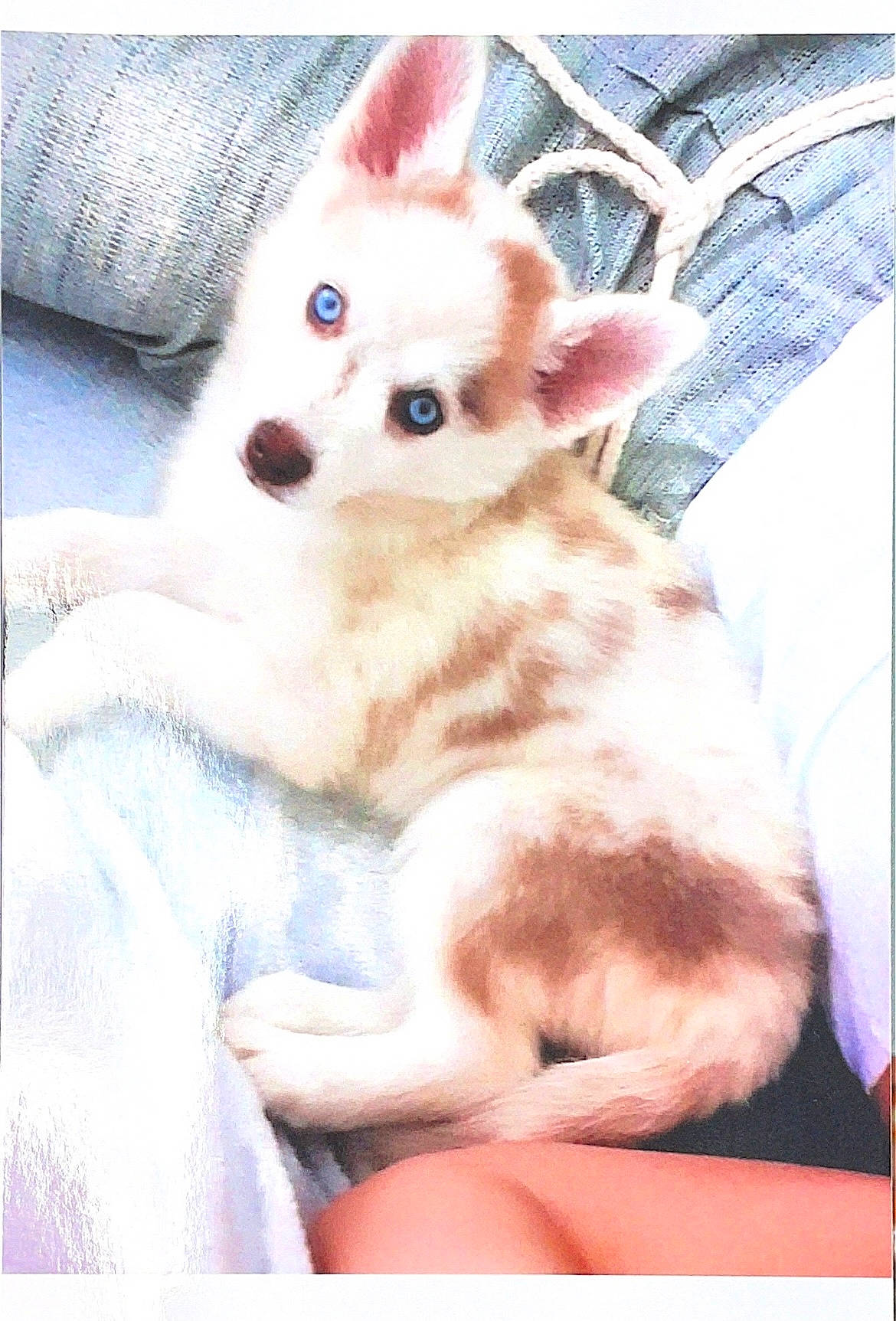 Haika a rejoint le concours — aidez-le/la à gagner de superbes lots ! bed, bedding, blanket, carnivore, comfort, companion_dog, dog_breed, fawn, felidae, fur, linens, paw, rectangle, small_to_medium_sized_cats, snout, square, tail, textile, toy_dog, whiskers