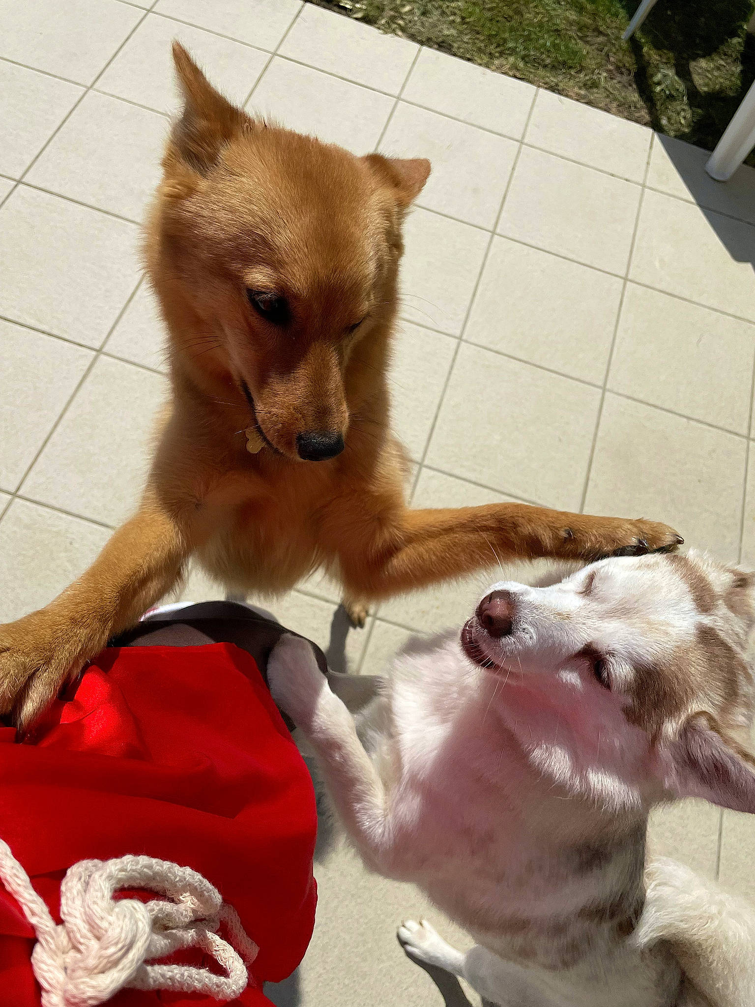 Haika participe au concours pour gagner de l'argent avec cette photo : canidae, carnivore, collar, companion_dog, dingo, dog, dog_breed, dog_collar, dog_supply, fang, fawn, fur, german_spitz_mittel, paw, snout, spitz, sporting_group, tail, whiskers, working_animal