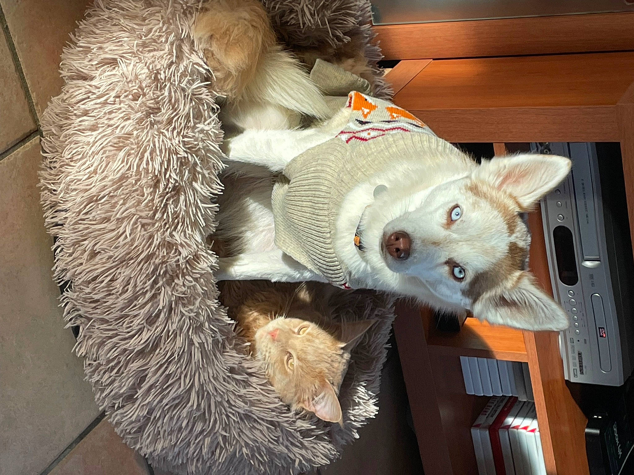 Haika a rejoint le concours — aidez-le/la à gagner de superbes lots ! art, claw, erinaceidae, fawn, felidae, fur, plush, rodent, small_to_medium_sized_cats, snout, stuffed_toy, tail, terrestrial_animal, toy, whiskers, wood, wool, working_animal