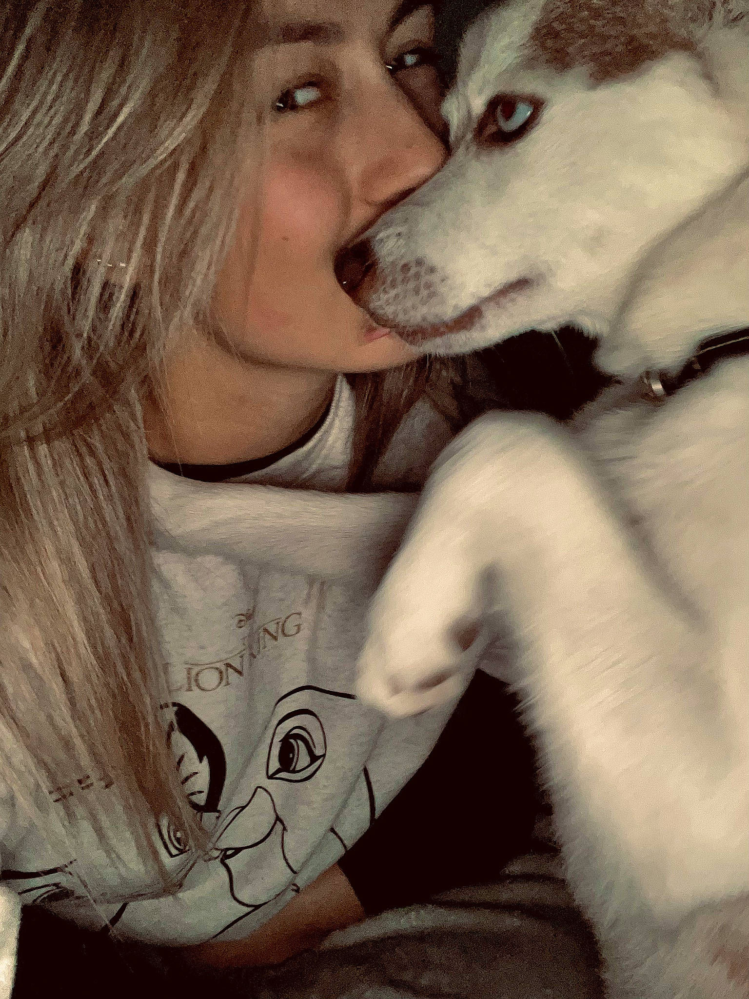 Haika participe au concours pour gagner de l'argent avec cette photo : canidae, canis, carnivore, companion_dog, dog, dog_breed, eyelash, fawn, fur, gesture, happy, jaw, kiss, mouth, neck, siberian_husky, sled_dog, snout, sporting_group, wolf