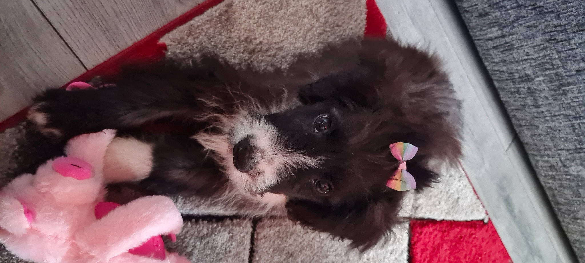 Jet joined the competition — help win amazing prizes! bored, canidae, carnivore, cavalier_king_charles_spaniel, comfort, companion_dog, dog, dog_breed, dog_supply, fawn, fur, liver, paw, pet_supply, shih_tzu, snout, sporting_group, toy_dog, whiskers, working_animal