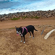 Nala participe au concours pour gagner de l'argent avec cette photo : dog, black_and_white_dog, pink_harness, outdoor, seaside, ocean, waves, shoreline, rocks, coast, beach, grass, dirt, dry_grass, standing, tongue_out, alert, pet, animal, nature