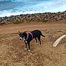 dog, black_and_white_dog, pink_harness, outdoor, seaside, ocean, waves, shoreline, rocks, coast, beach, grass, dirt, dry_grass, standing, tongue_out, alert, pet, animal, nature