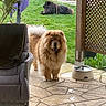 Uline participe au concours pour gagner de l'argent avec cette photo : animal, backyard, black_dog, brown_dog, canine, chair, dog, fence, fluffy, garden, grass, leisure, nature, outdoor, patio, pets, plant, relaxing, summer, water_bowl