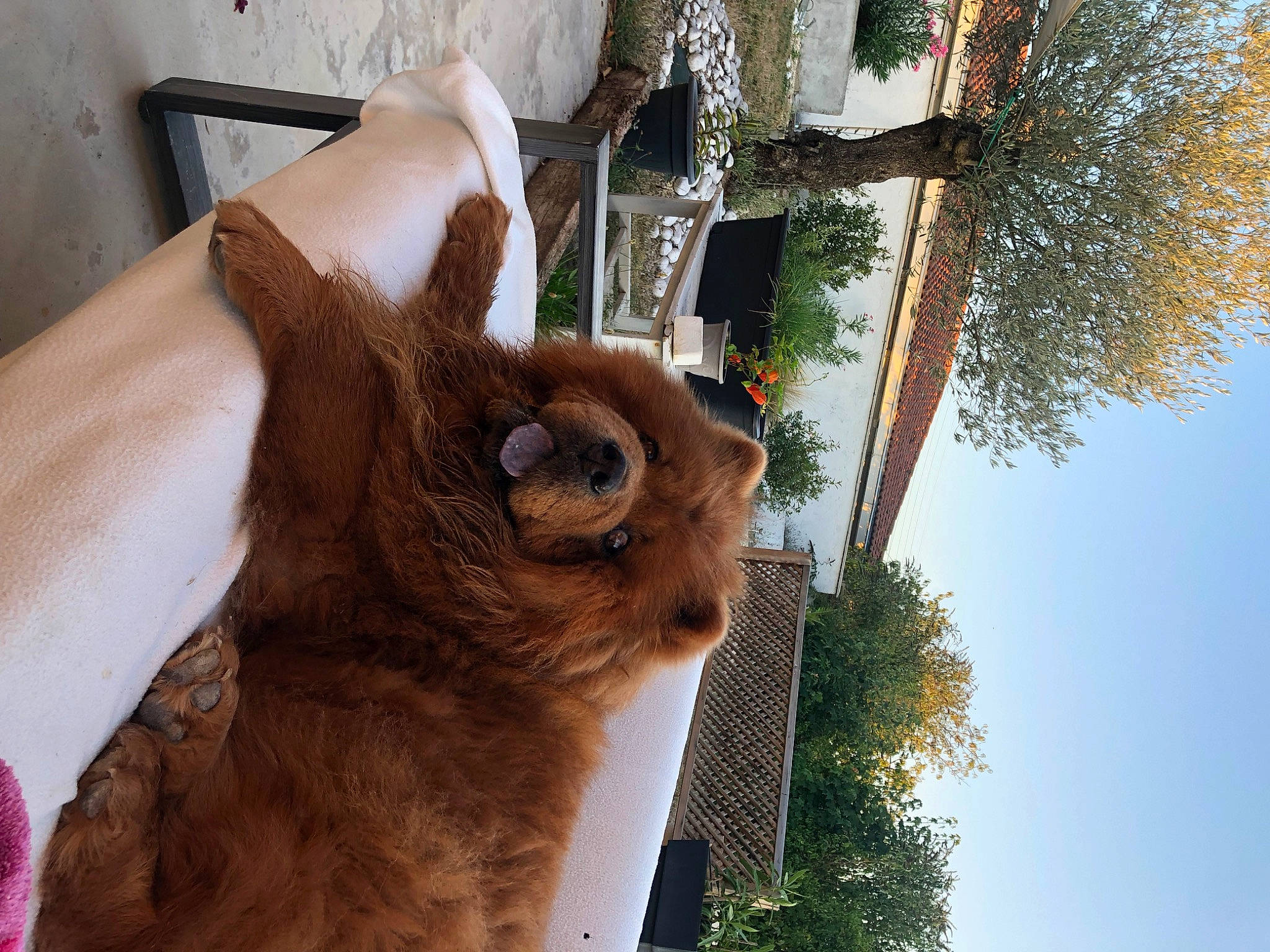 Leiline participe au concours pour gagner de l'argent avec cette photo : carnivore, companion_dog, dog_breed, ear, fawn, felidae, fur, liver, palm_tree, plant, sky, small_to_medium_sized_cats, snout, terrestrial_animal, tree, trunk, twig, whiskers, wood, working_animal