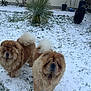 Uline Et Uston a rejoint le concours — aidez-le/la à gagner de superbes lots ! chow_chow, dog, dogs, fluffy, furry, snow, backyard, yard, grass, plant, yucca, potted_plant, outdoors, winter, pet, animal, mammal, curious, portrait, fence