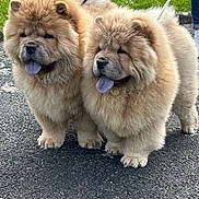 Uline Et Uston a rejoint le concours — aidez-le/la à gagner de superbes lots ! dog, chow_chow, pair, fluffy, fur, blue_tongue, leash, outdoors, pavement, grass, paws, pet, canine, walking, companionship, portrait, close_up, muzzle, tongue_out, cute