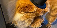 Uline Et Uston participe au concours pour gagner de l'argent avec cette photo : dog, chow_chow, small_hat, top_hat, fluffy, fur, paw, nose, face, indoor, wall, patterned_tile, floor, accessory, pet, portrait, closeup, brown, beige, costume