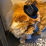 dog, chow_chow, small_hat, top_hat, fluffy, fur, paw, nose, face, indoor, wall, patterned_tile, floor, accessory, pet, portrait, closeup, brown, beige, costume