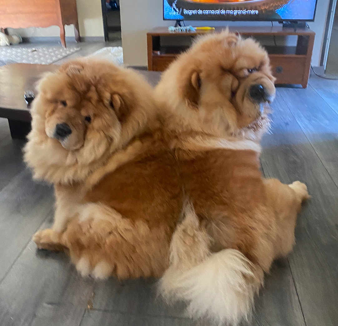 Uline Et Uston participe au concours pour gagner de l'argent avec cette photo : dog, chow_chow, two_dogs, fluffy, back_to_back, furry, indoor, living_room, wood_floor, television, tv_stand, coffee_table, cute, pet, companion, sitting, brown_fur, tail, blurry, portrait